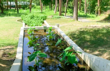 人工湿地