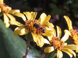 防災減災・生物多様性のイメージ